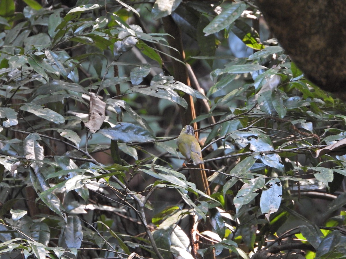 Pouillot de Bianchi - ML630579421