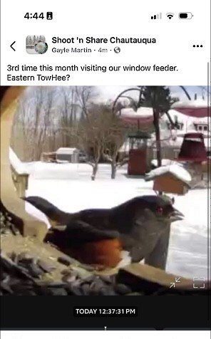 Eastern Towhee - ML630579879
