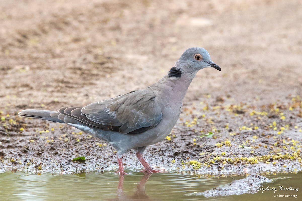 Ring-necked Dove - ML630580340