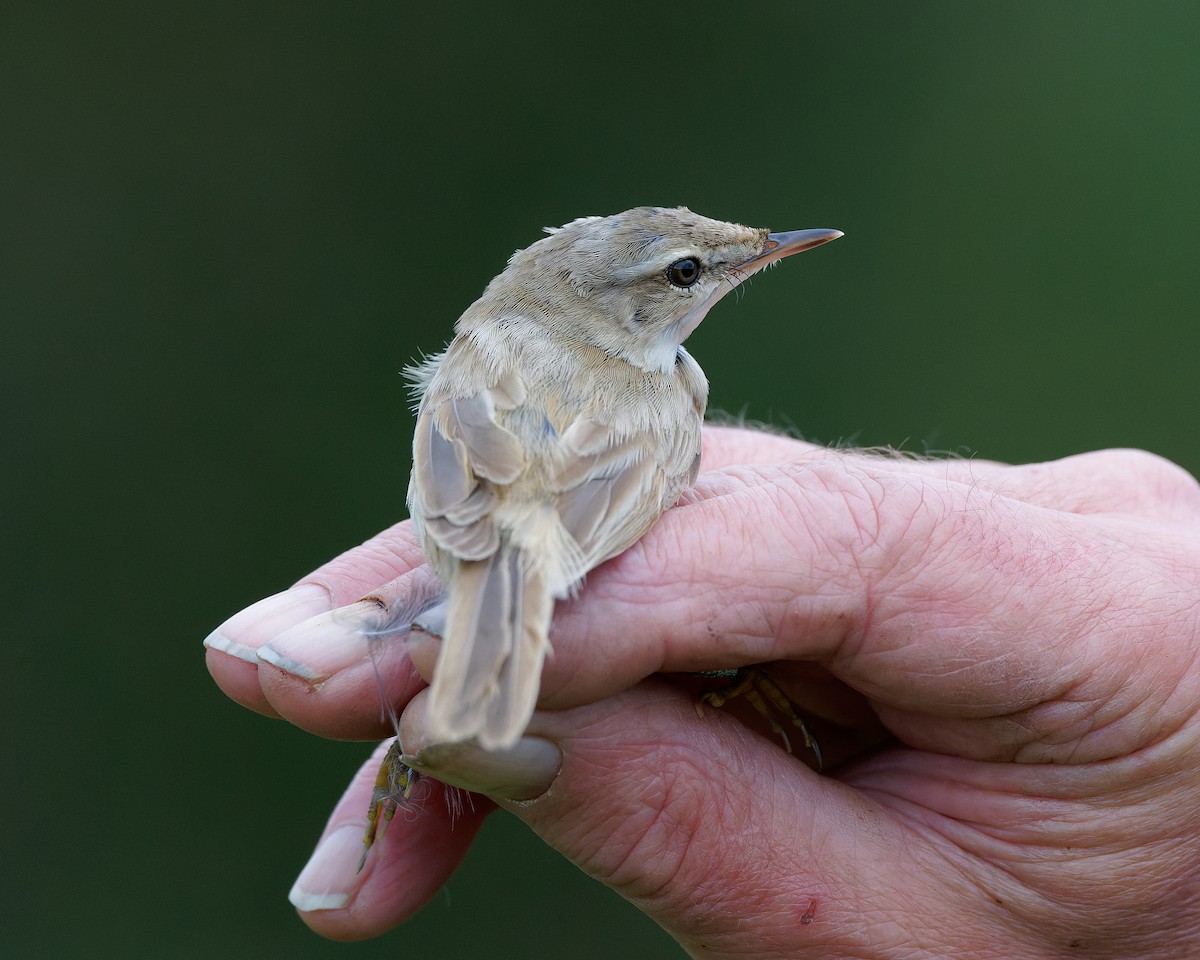 rákosník plavý - ML630580365