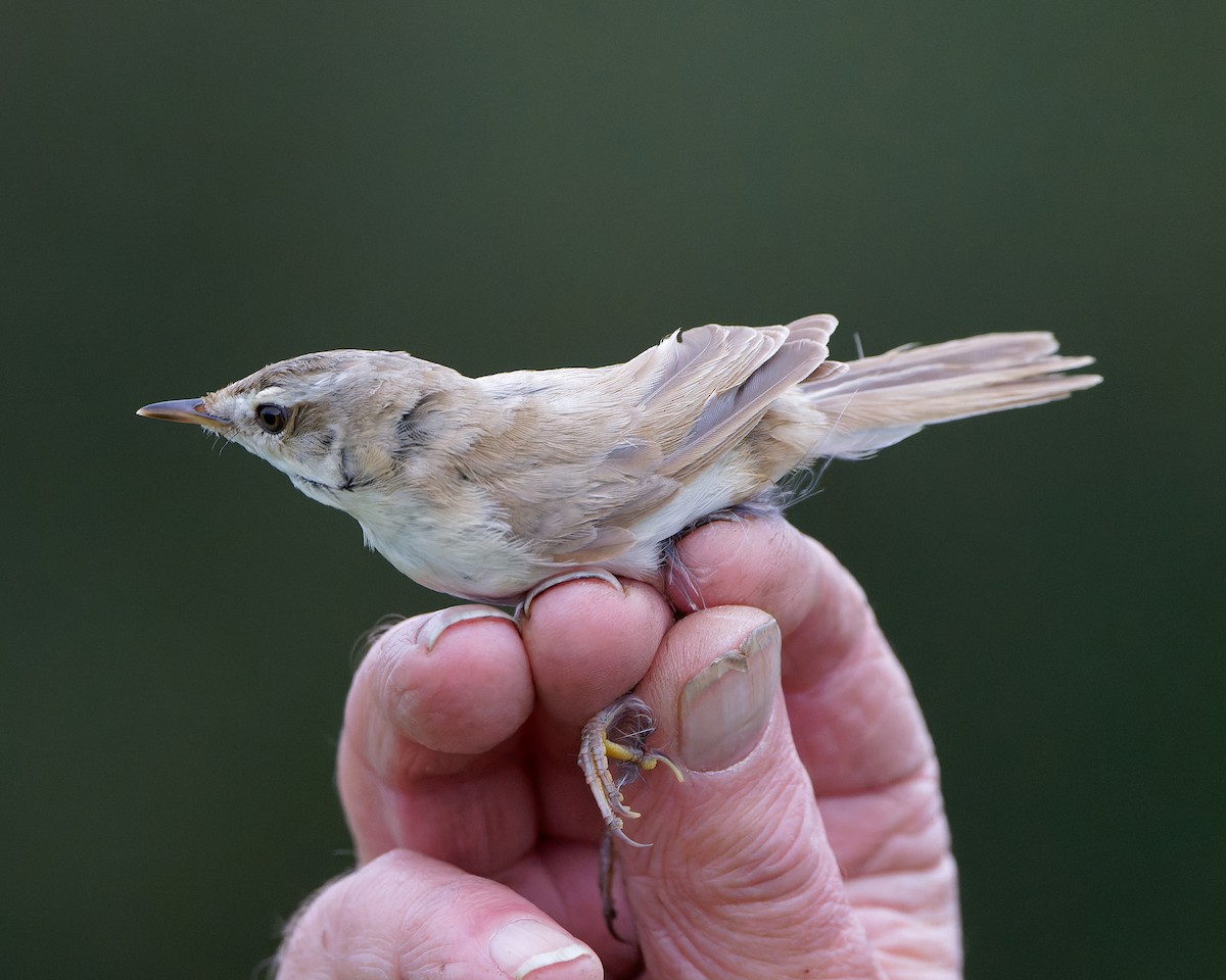 rákosník plavý - ML630580366