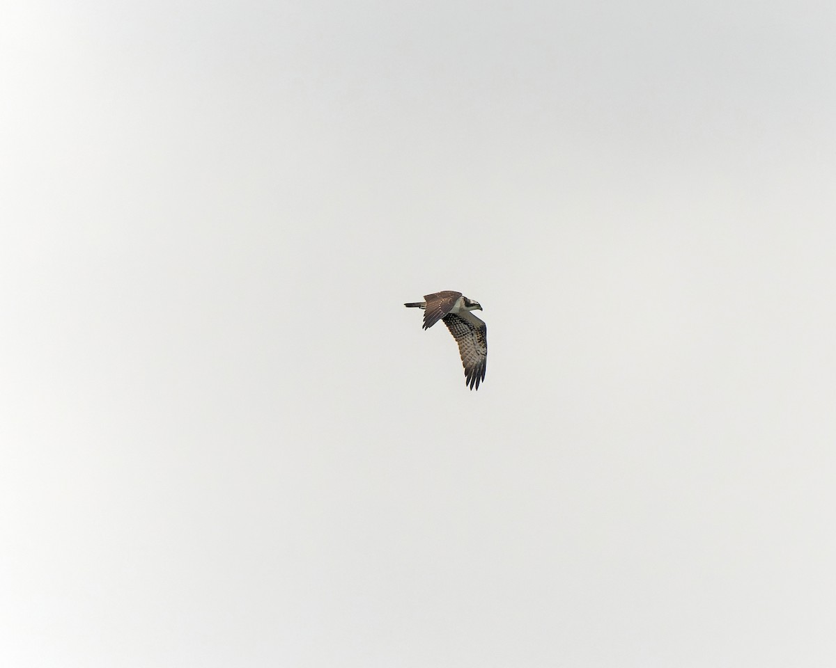 orlovec říční - ML630580385