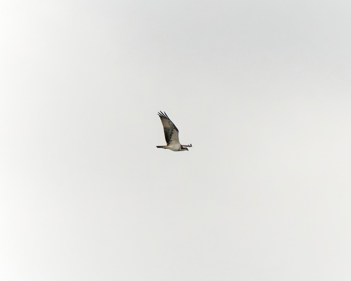 orlovec říční - ML630580386