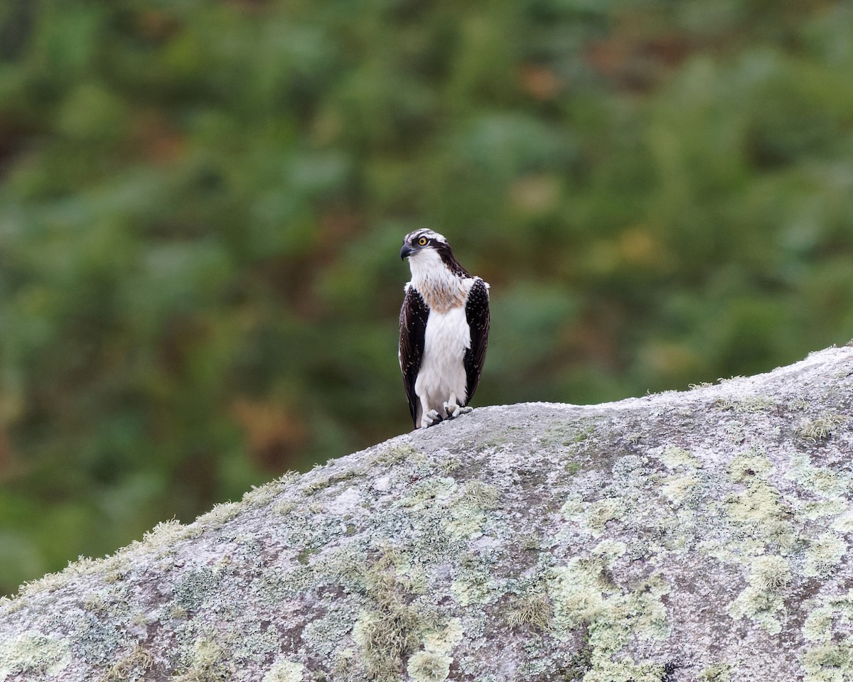 orlovec říční - ML630580387