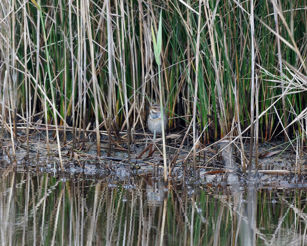 slavík modráček - ML630580420
