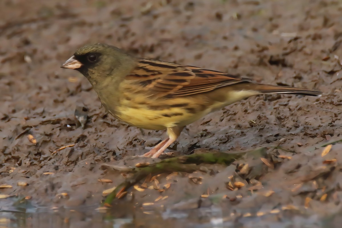 Black-faced Bunting - ML630580438
