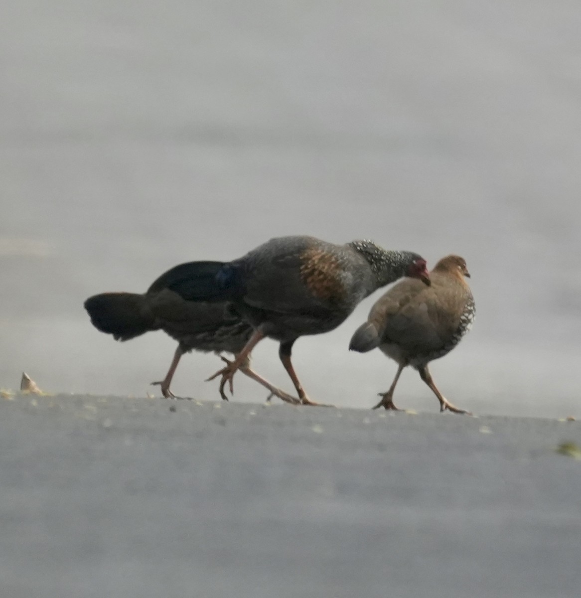 Gray Junglefowl - ML630580440