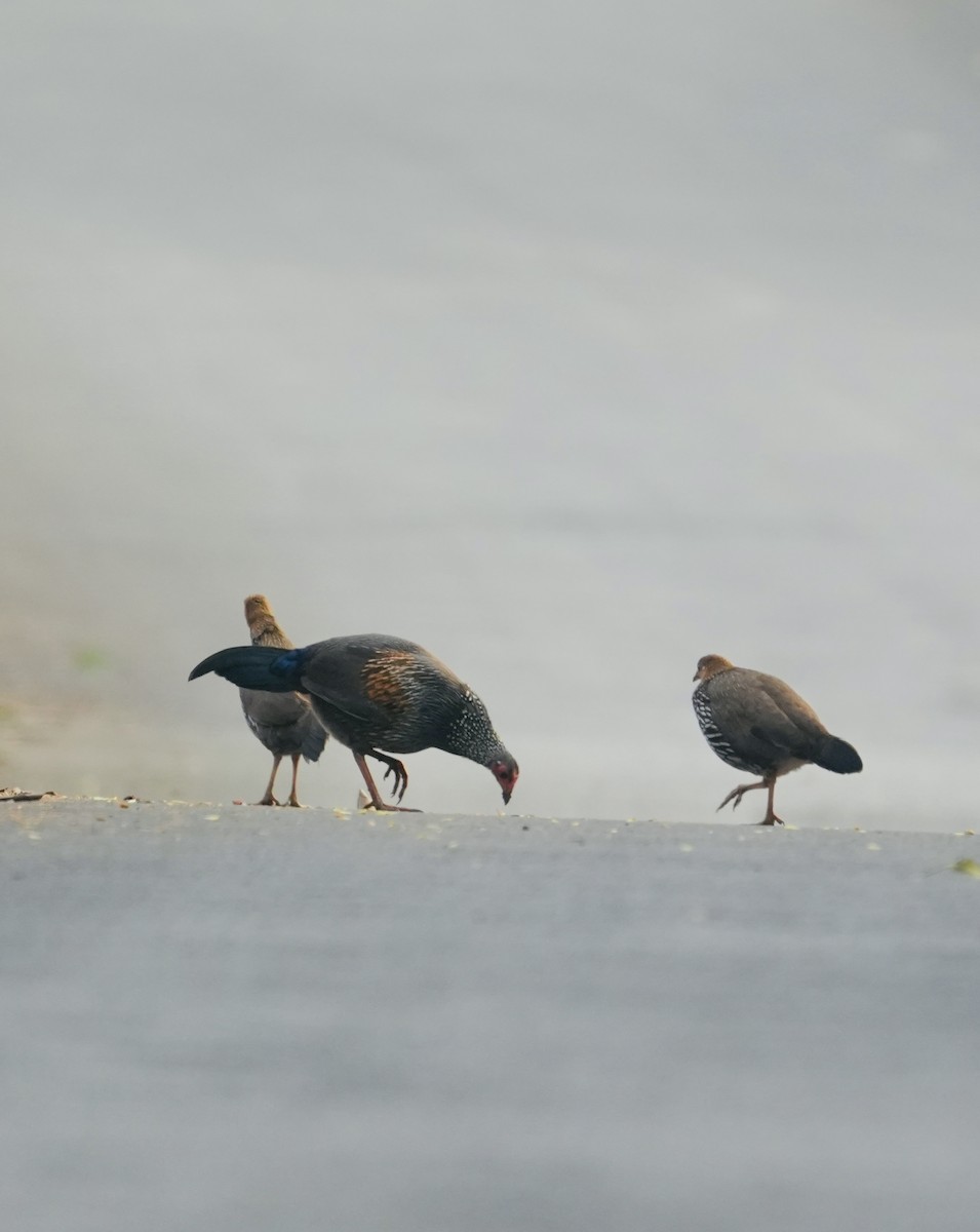 Gray Junglefowl - ML630580441