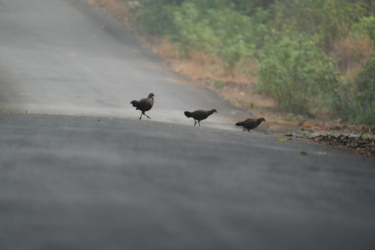 Gray Junglefowl - ML630580442