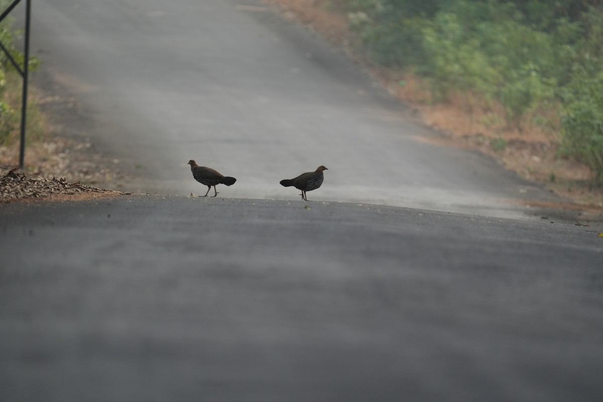 Gray Junglefowl - ML630580444