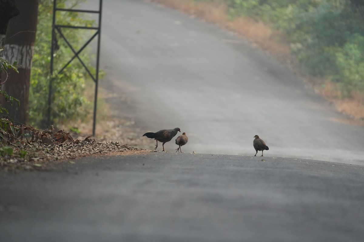 Gray Junglefowl - ML630580445