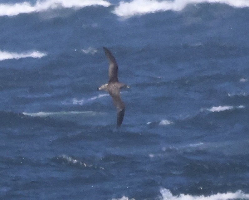 オニミズナギドリ - ML630580469