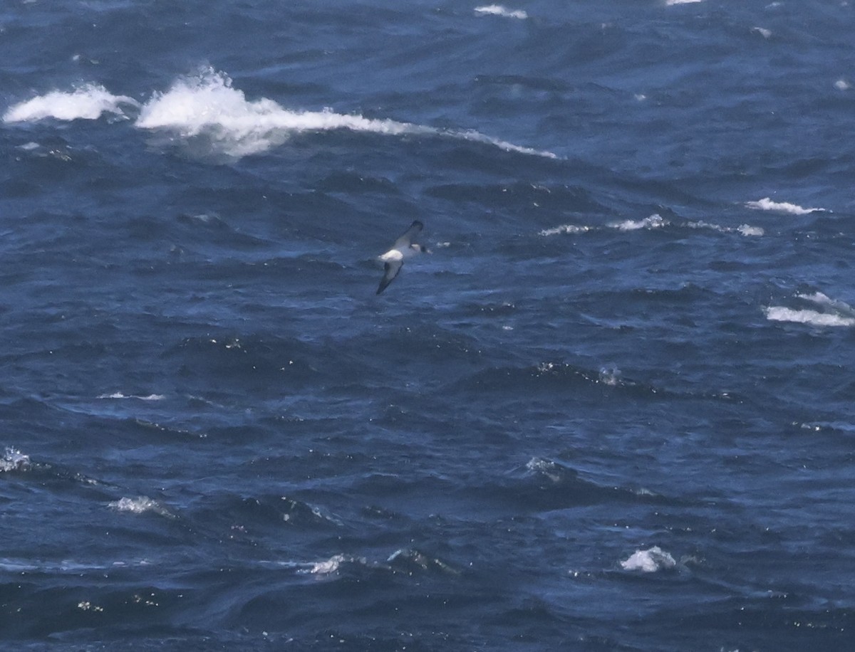 オニミズナギドリ - ML630580470