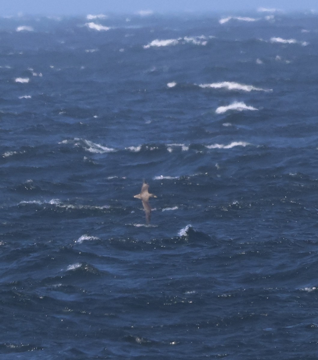 オニミズナギドリ - ML630580471