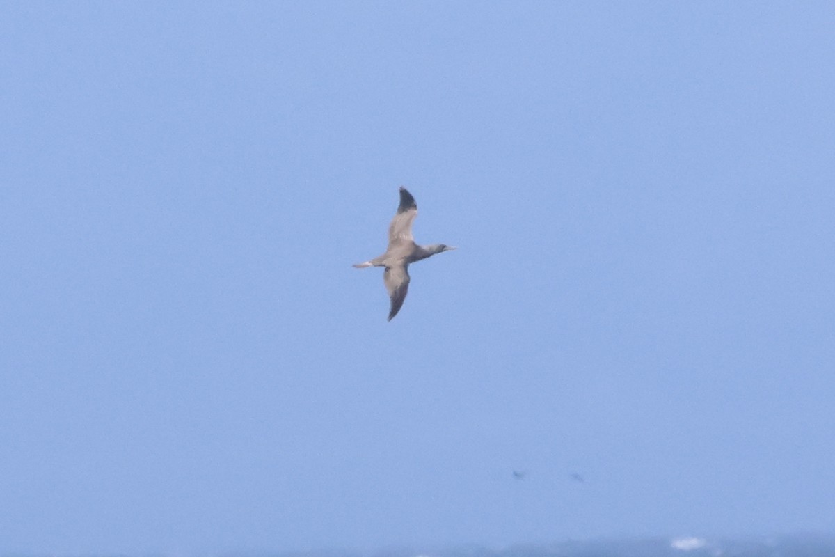 ケープシロカツオドリ - ML630580473