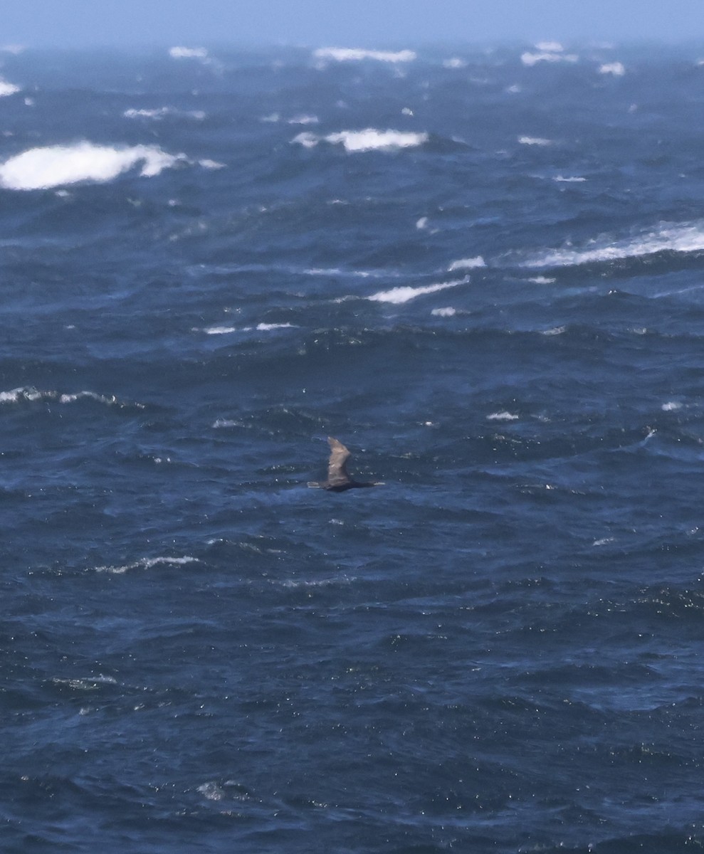 キノドハナグロウ - ML630580479