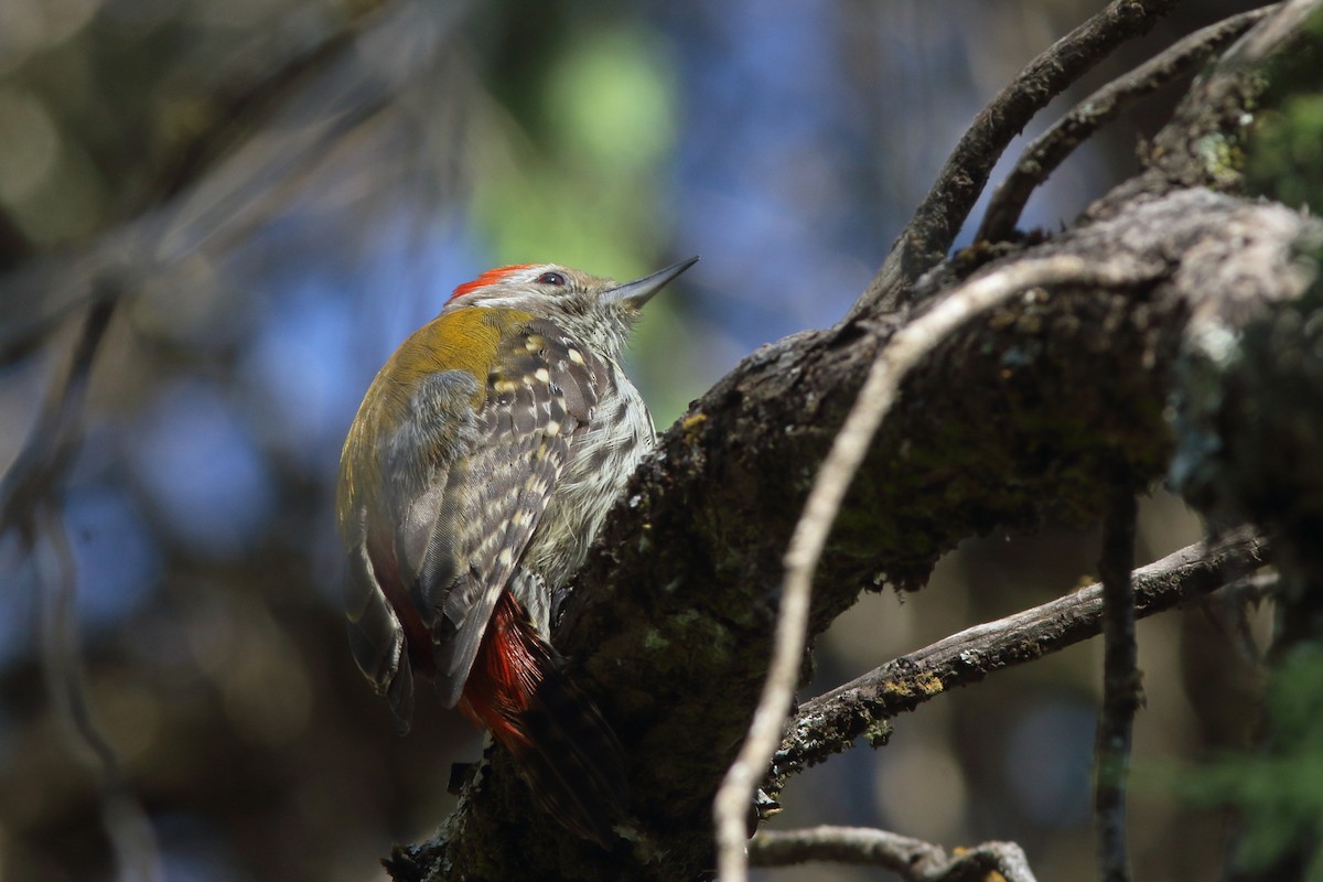 Abyssinian Woodpecker - ML630580598