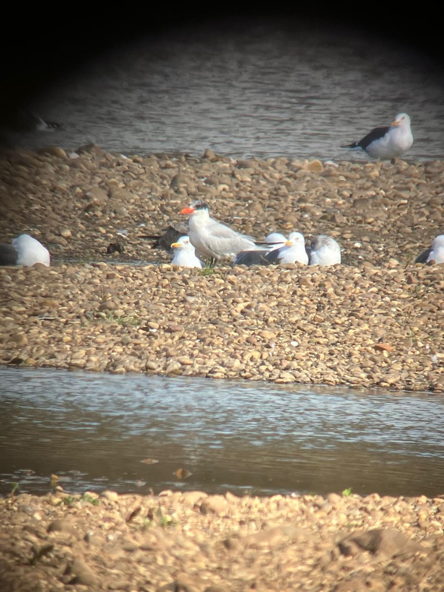 Caspian Tern - ML630580604