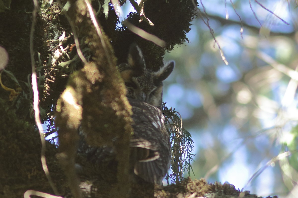 Abyssinian Owl - ML630580645