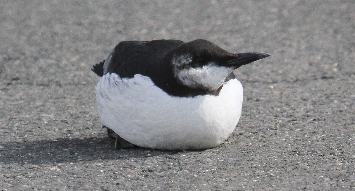 Common Murre - ML630580747