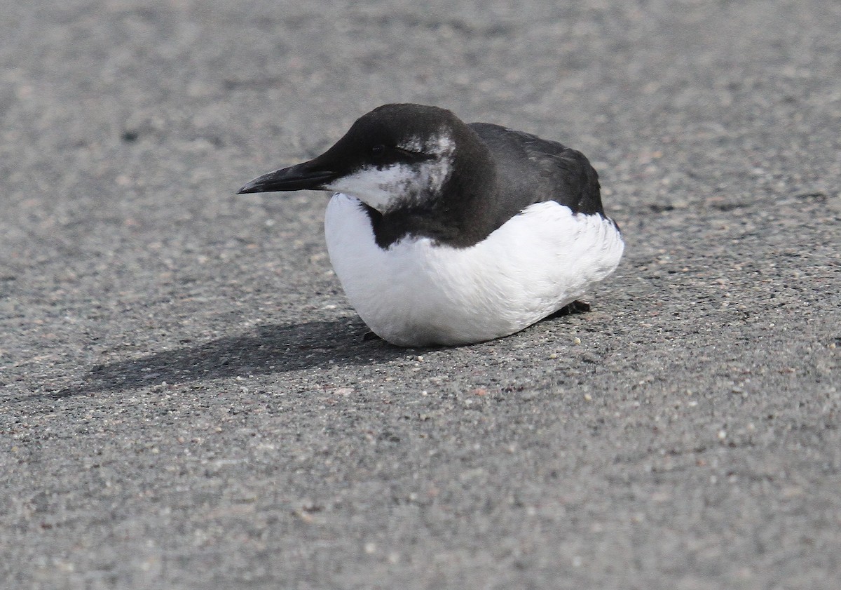 Common Murre - ML630580749