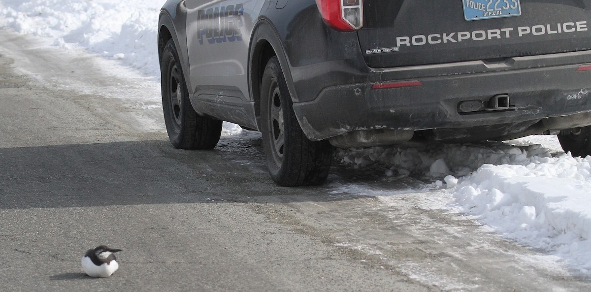 Common Murre - ML630580750