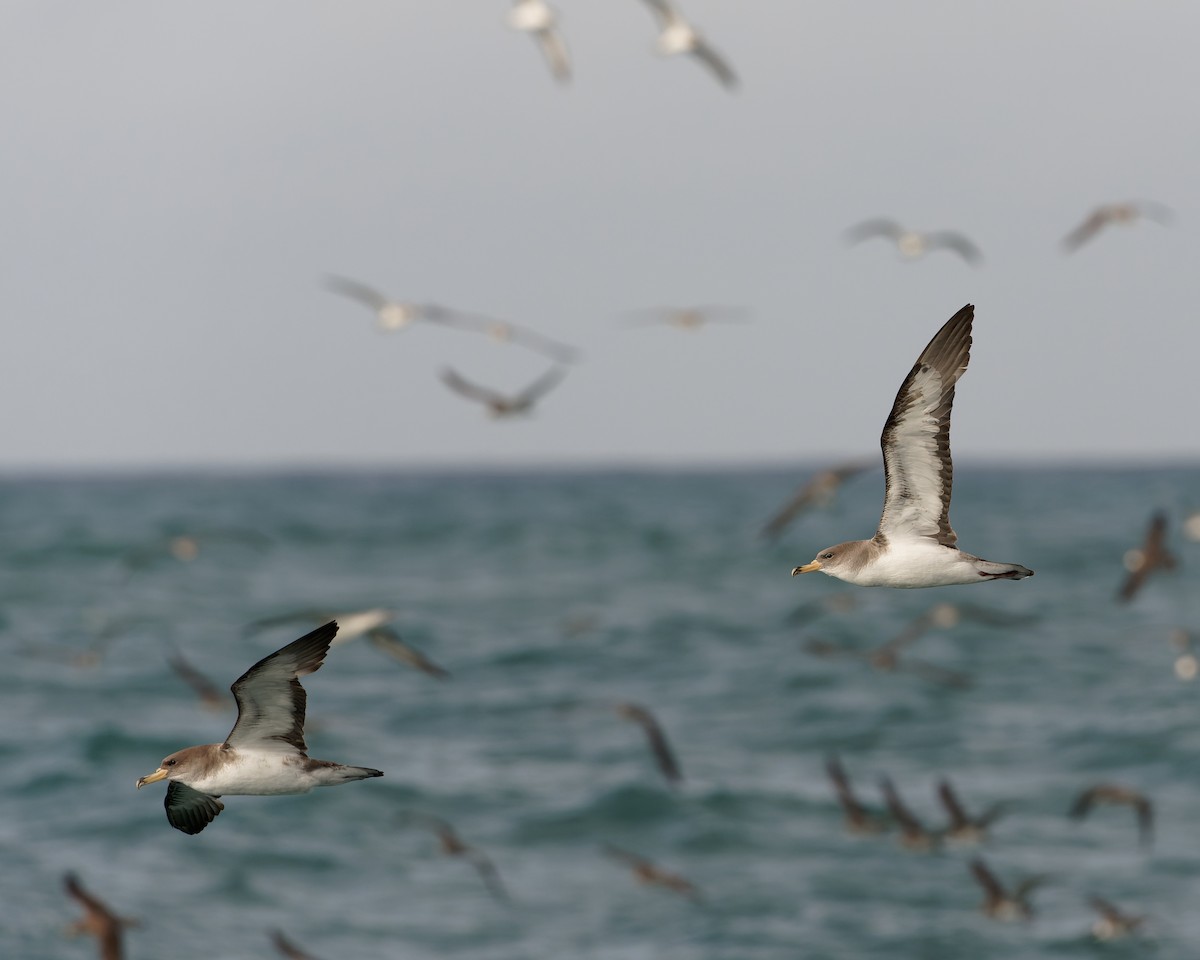 buřňák atlantský - ML630580796