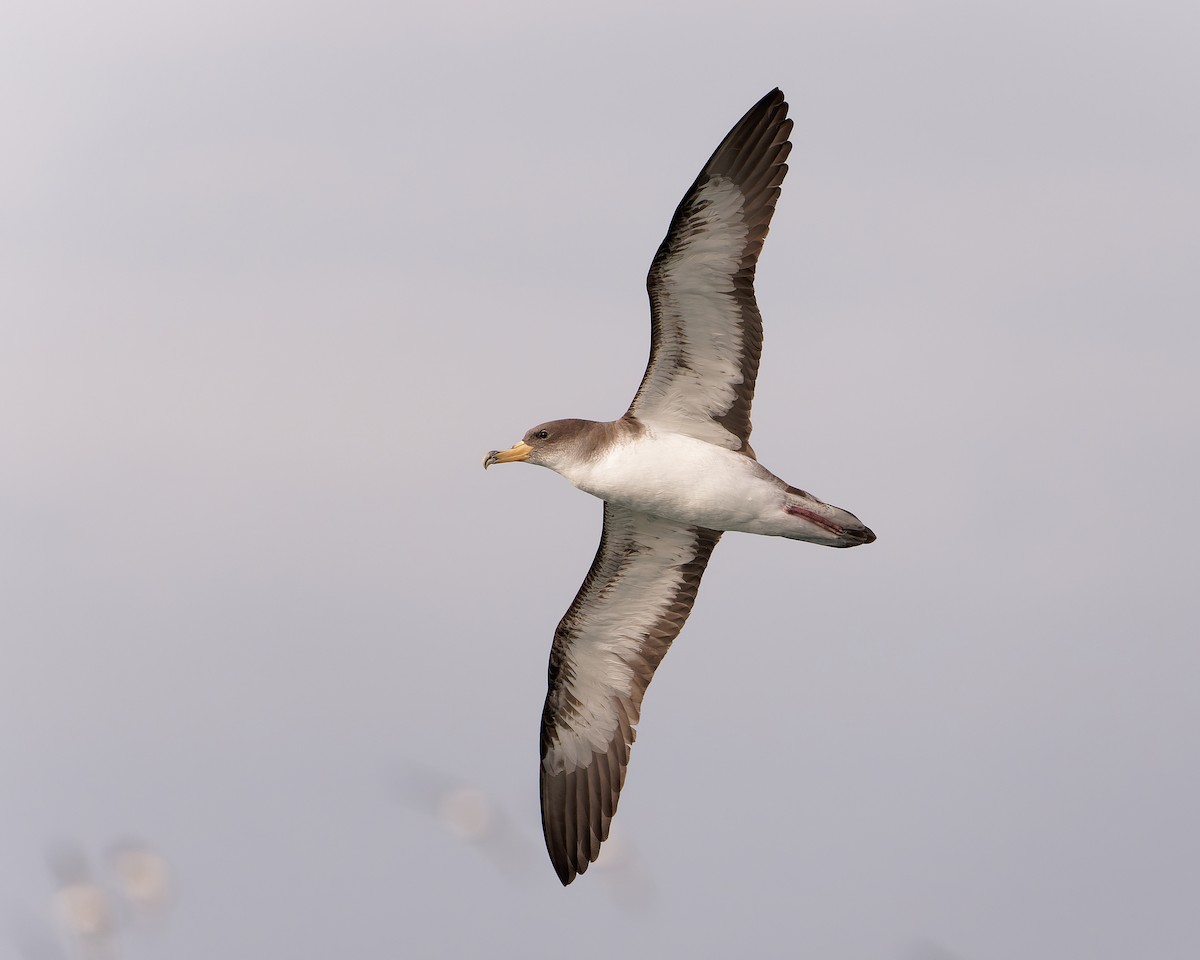 buřňák atlantský - ML630580797