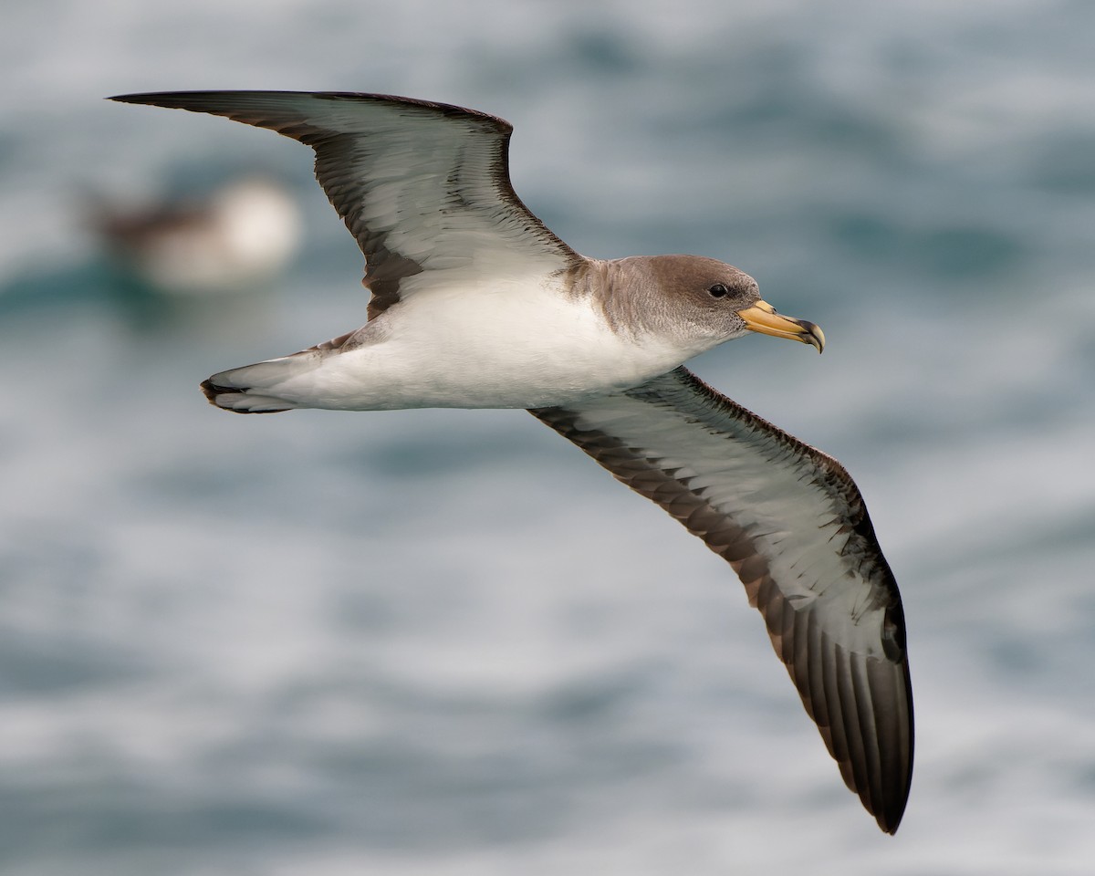 buřňák atlantský - ML630580798