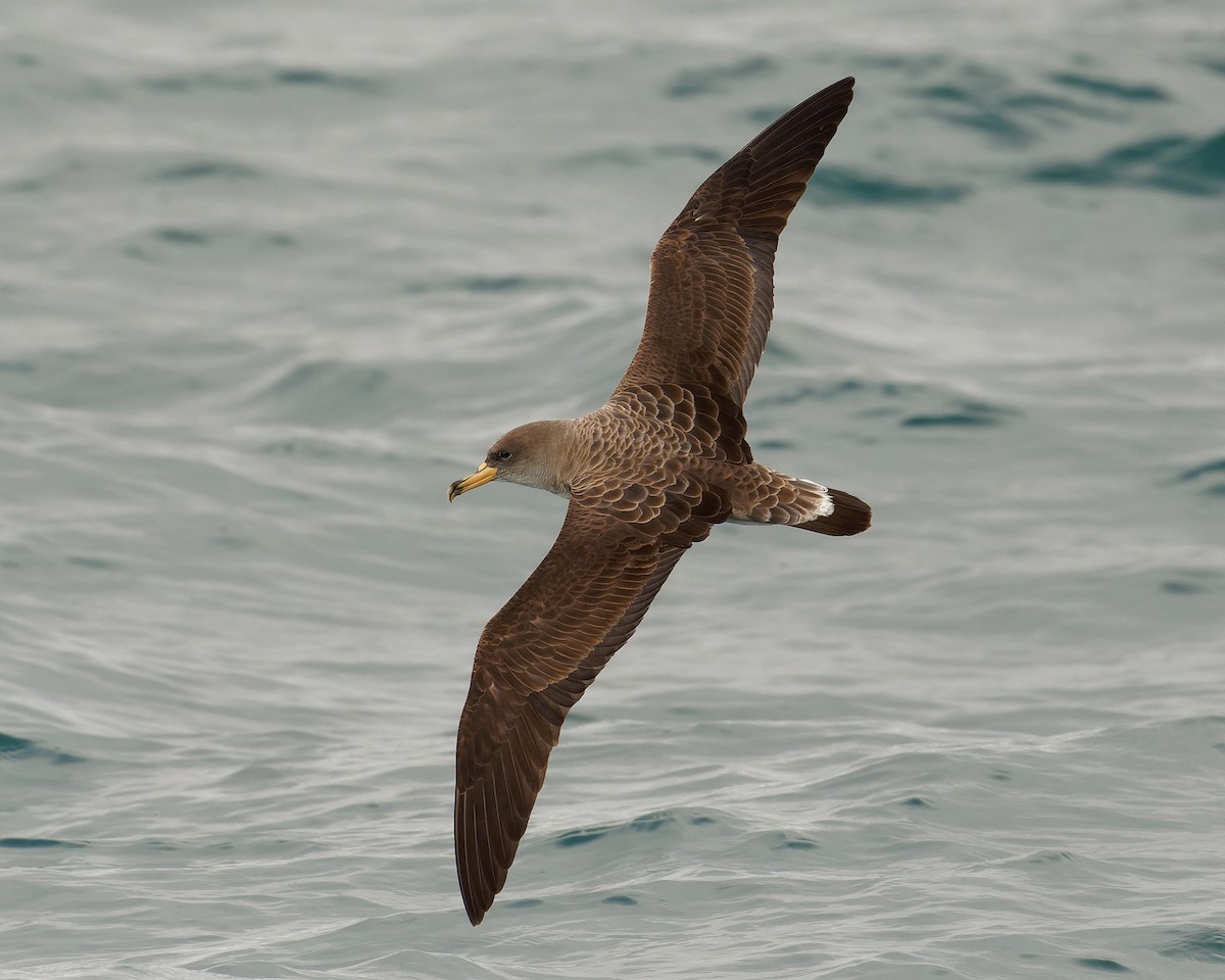 buřňák atlantský - ML630580799