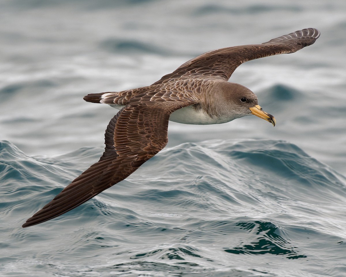 buřňák atlantský - ML630580800