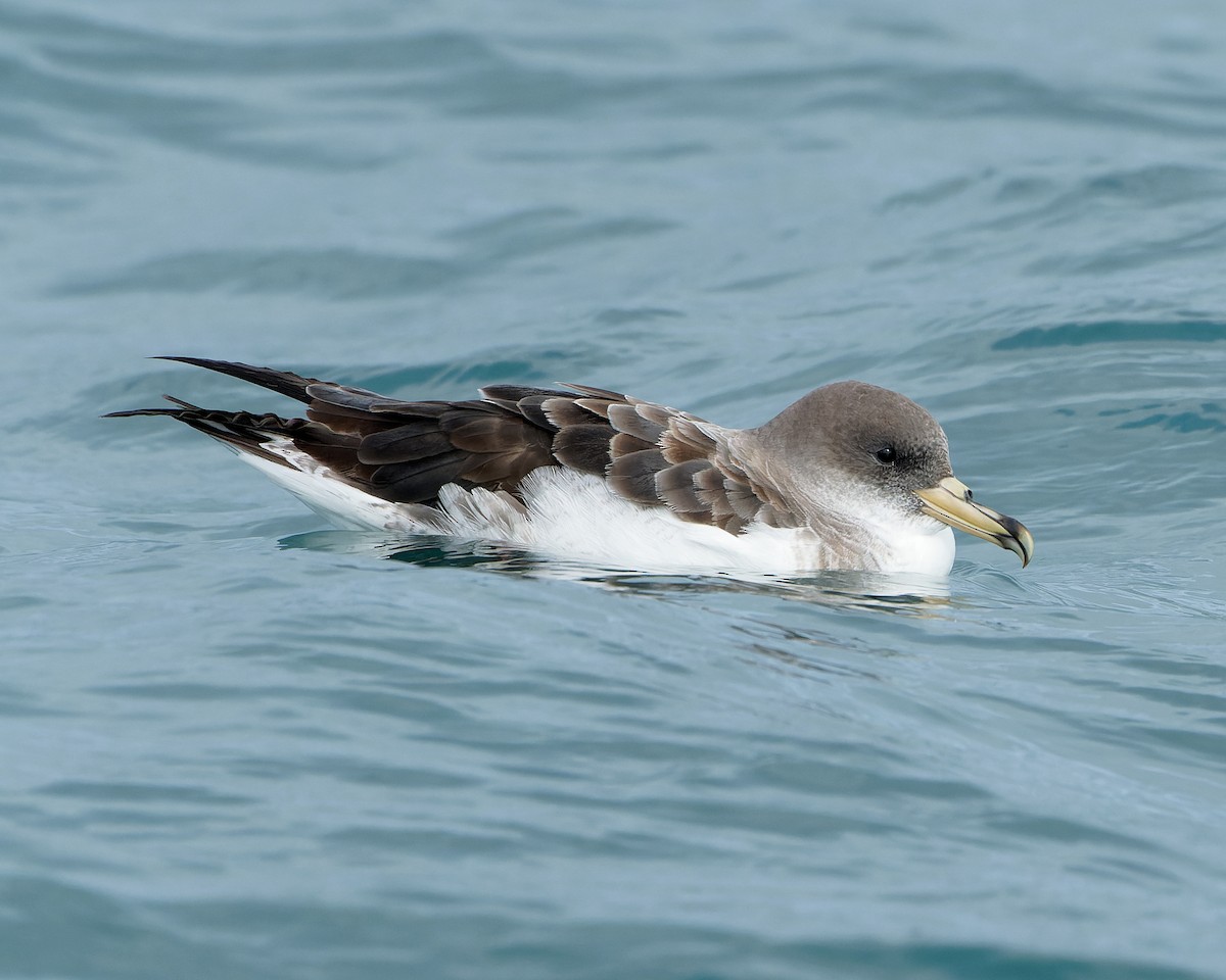 buřňák atlantský - ML630580801