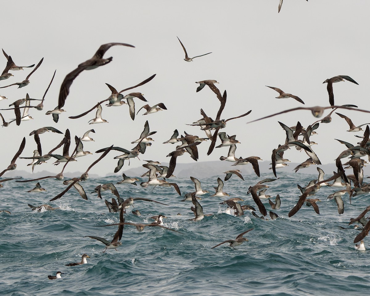 buřňák atlantský - ML630580802