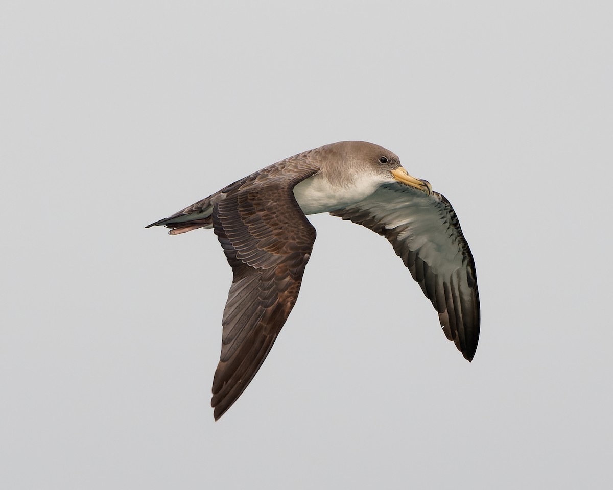 buřňák šedý - ML630580822