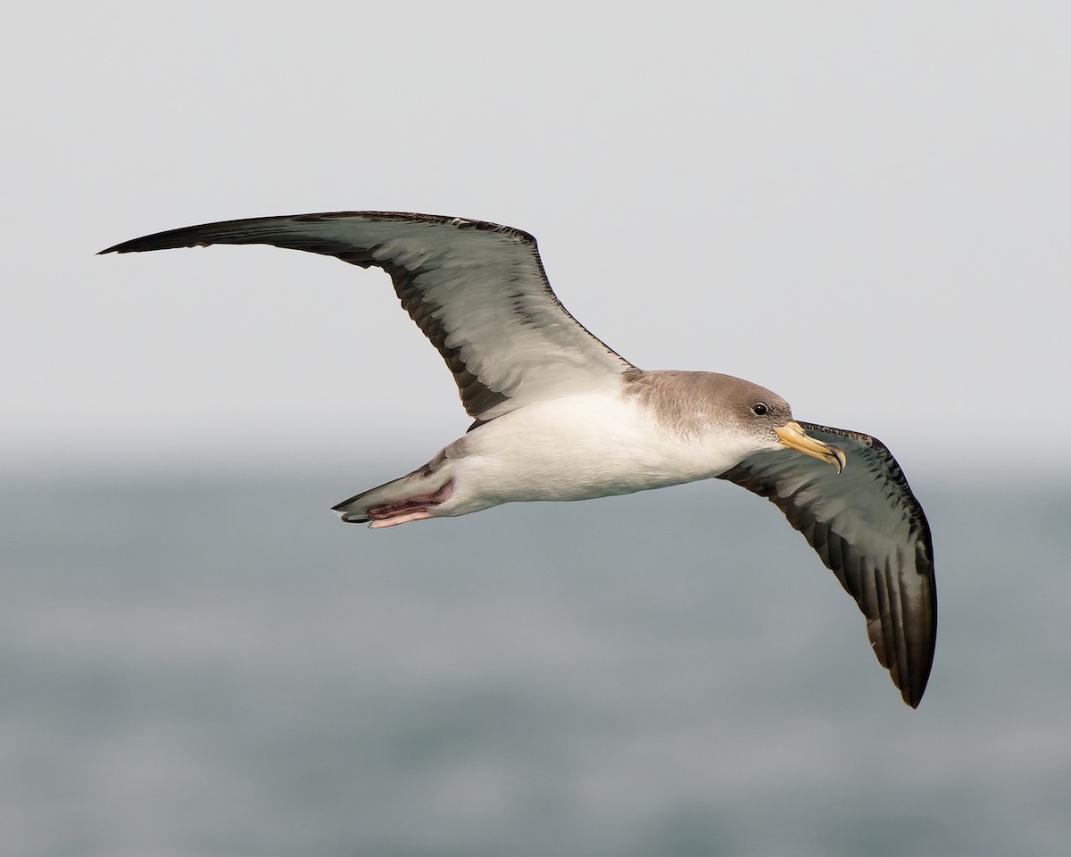 buřňák šedý - ML630580823