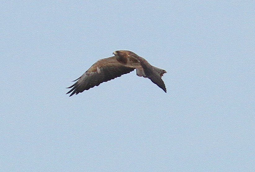 Swainson's Hawk - ML630580847
