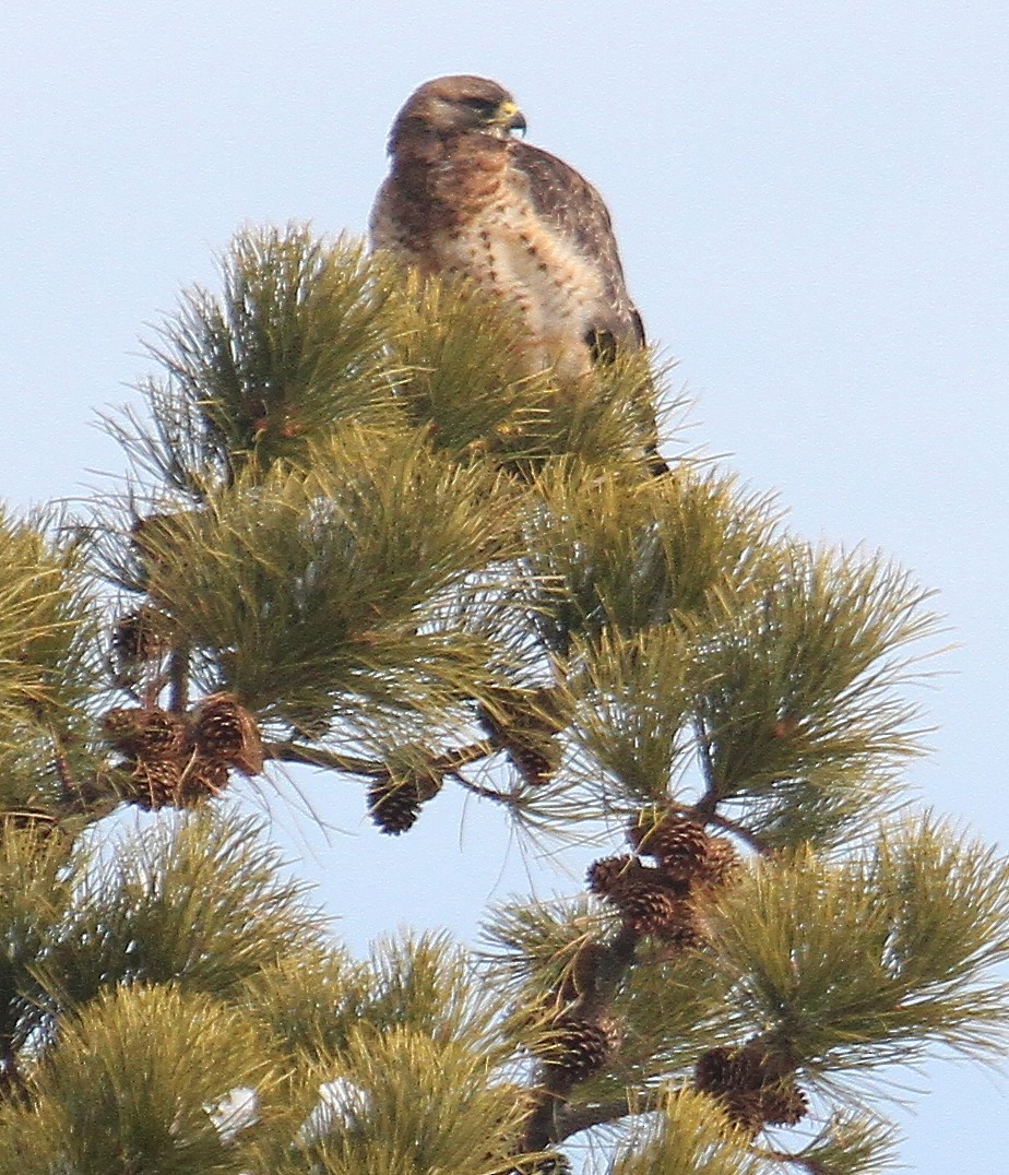 Swainson's Hawk - ML630580850