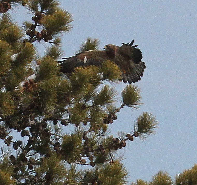 Swainson's Hawk - ML630580851