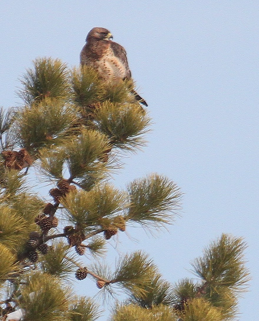 Swainson's Hawk - ML630580852