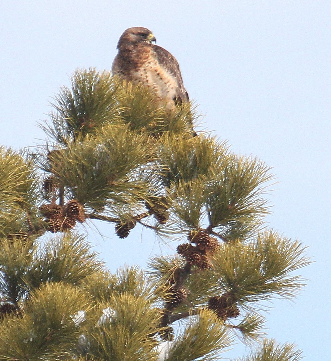 Swainson's Hawk - ML630580853