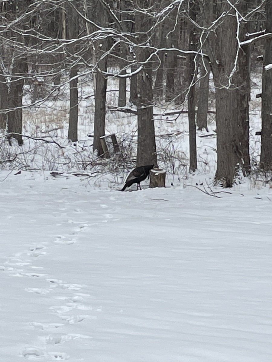 Wild Turkey - ML630580881