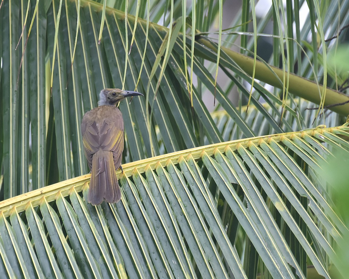 Seram Friarbird - ML630581062