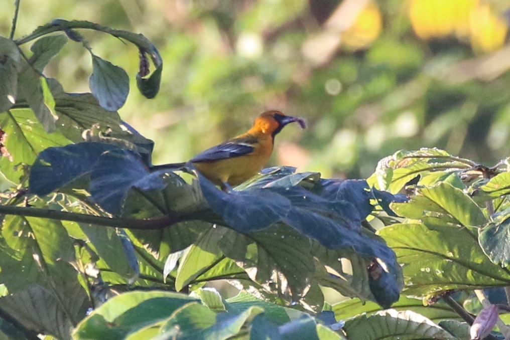 Streak-backed Oriole - ML630581072