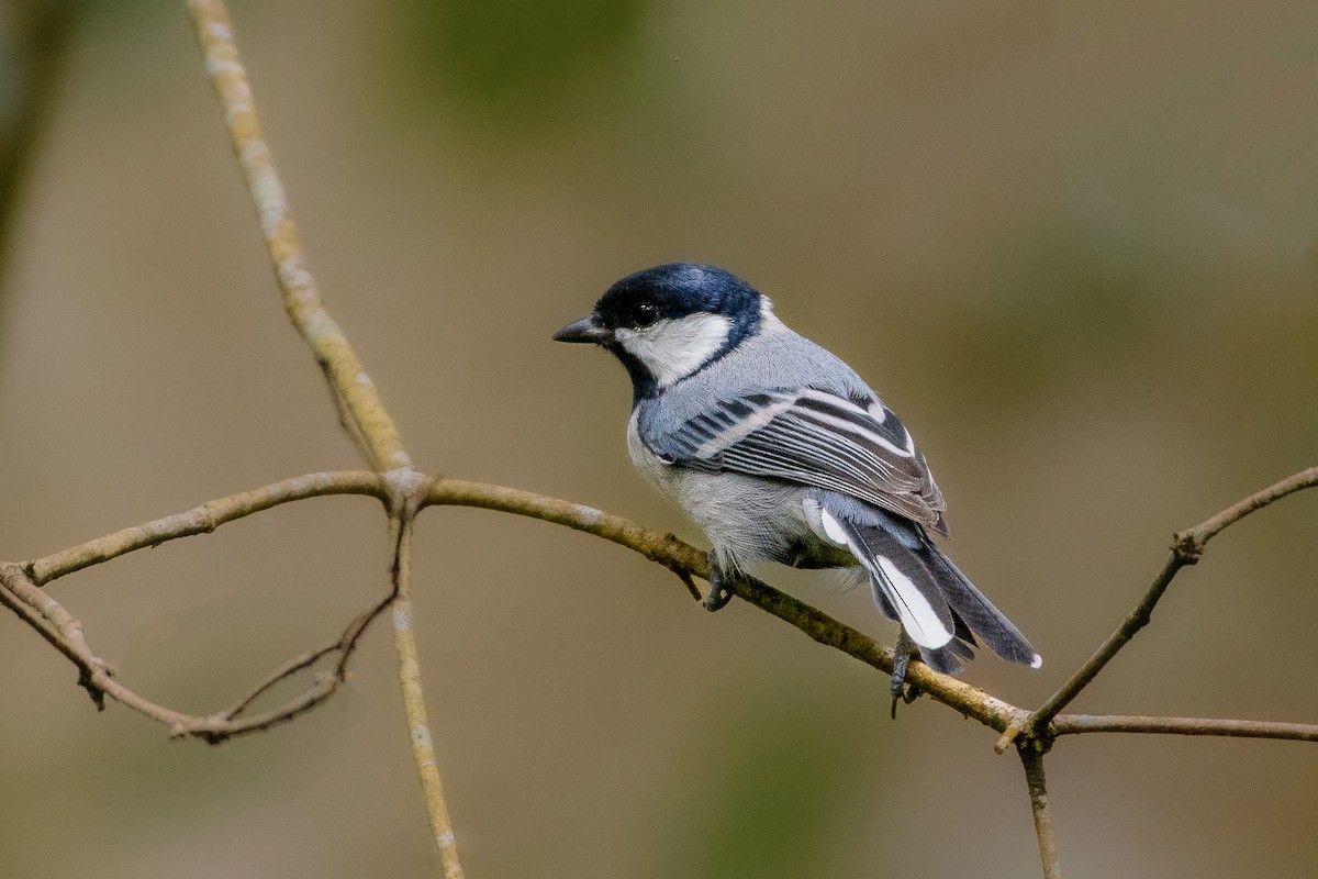 Asian Tit (Cinereous) - ML630581388