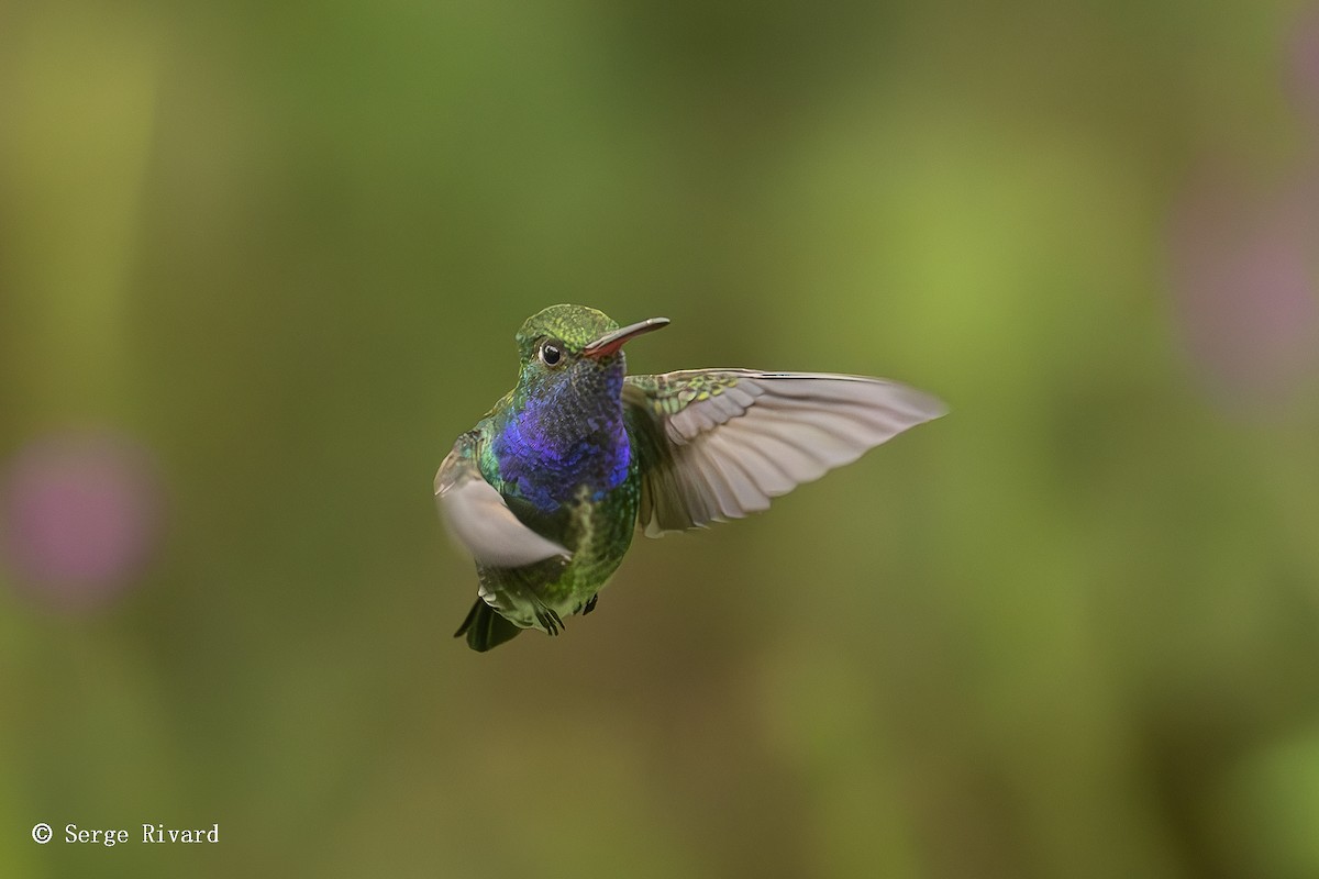 fiolstrupekolibri - ML630581397