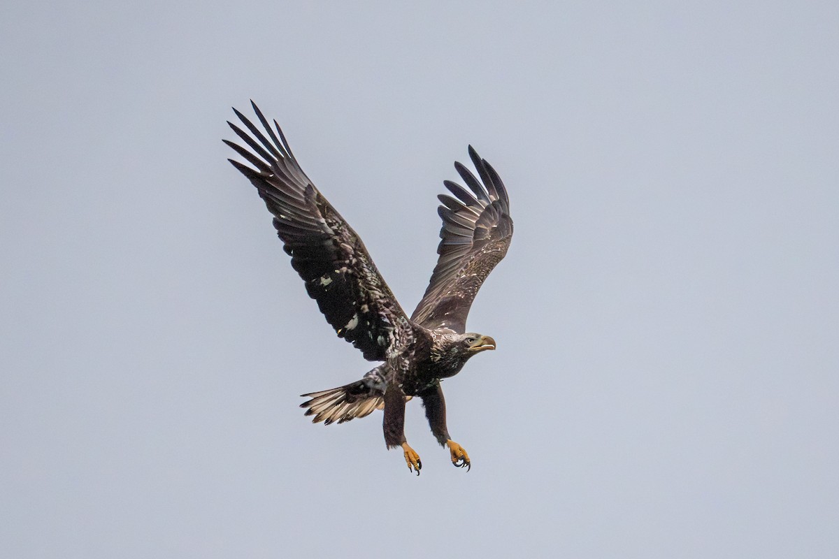 Bald Eagle - ML630581429