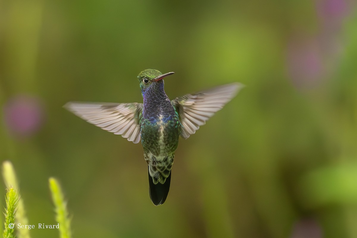 fiolstrupekolibri - ML630581520