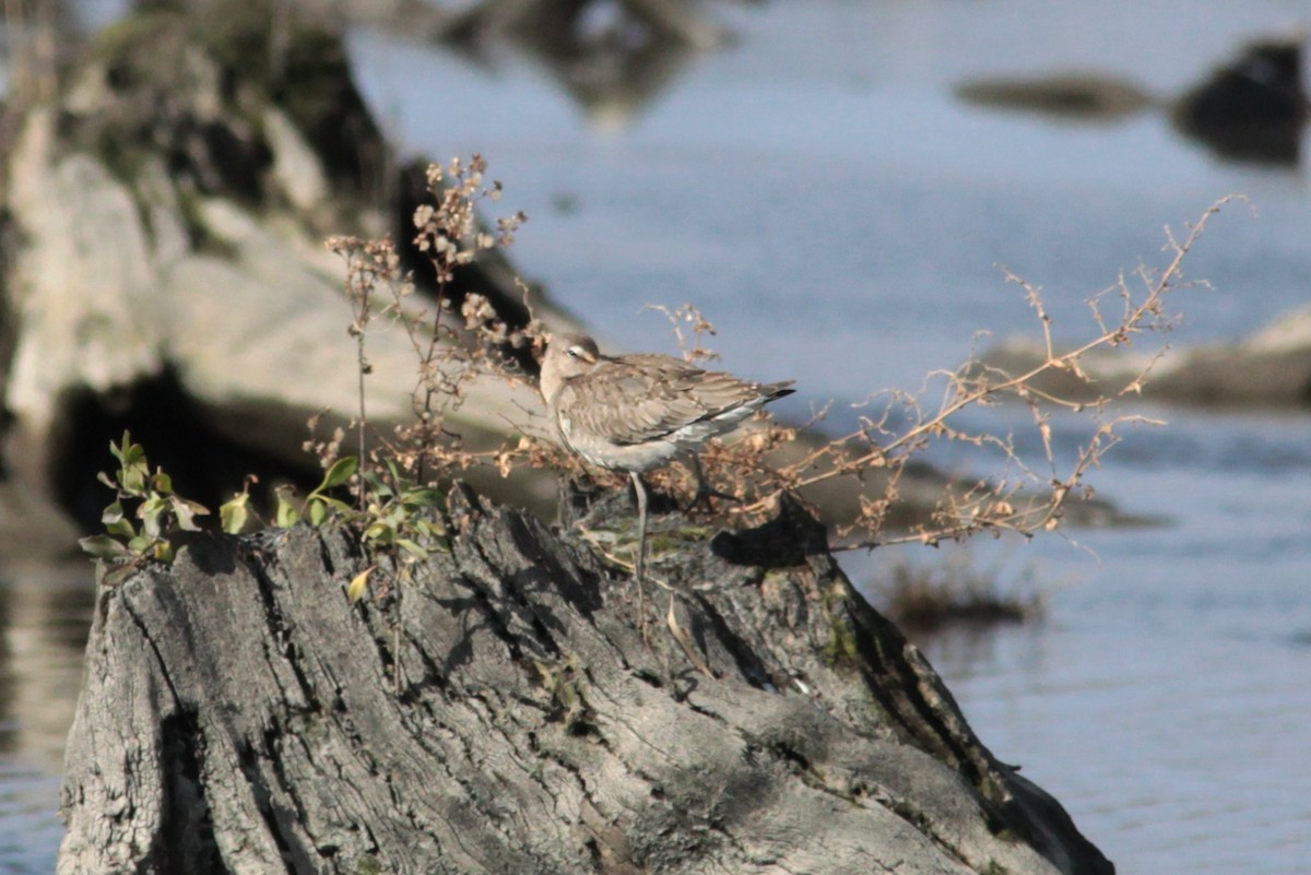 Hudsonian Godwit - ML630581571