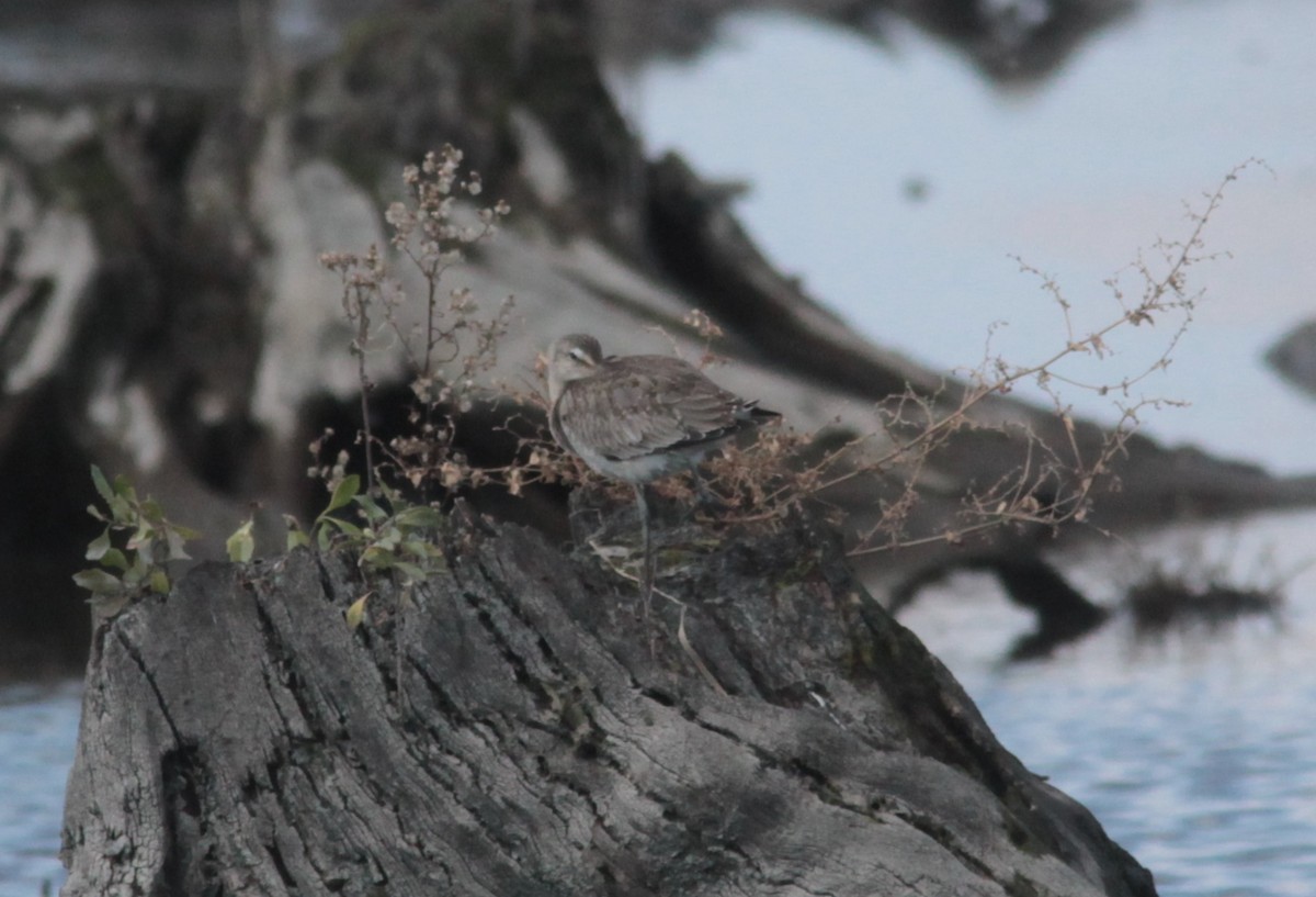 Hudsonian Godwit - ML630581573
