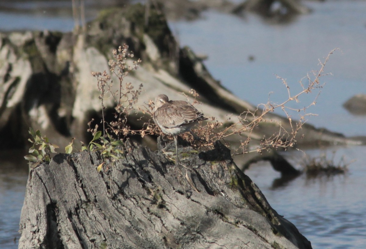 Hudsonian Godwit - ML630581574